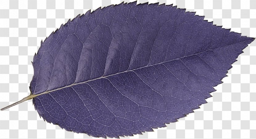 Leaf Poster - Violet - Reddish Brown Leaves Transparent PNG