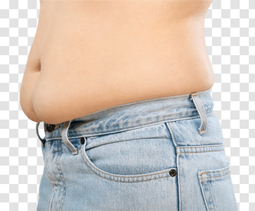 Waist Abdomen Abdominal Obesity Health Fat - Tree Transparent PNG