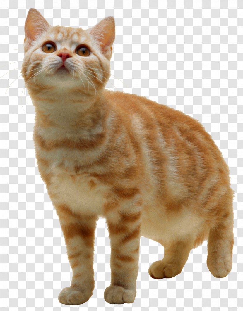 Tabby Cat Kitten Clip Art - Cats Transparent PNG