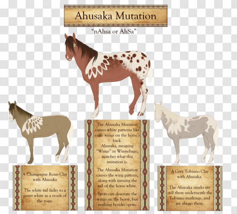 Mustang Foal Pony Pack Animal Fauna Transparent PNG