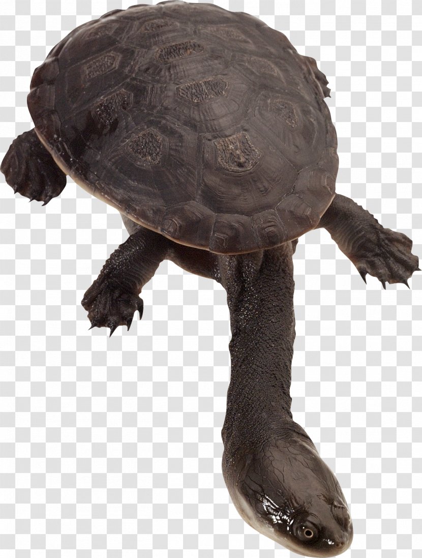 Common Snapping Turtle Eastern Long-necked Pet Tortoise - Chelodina Transparent PNG