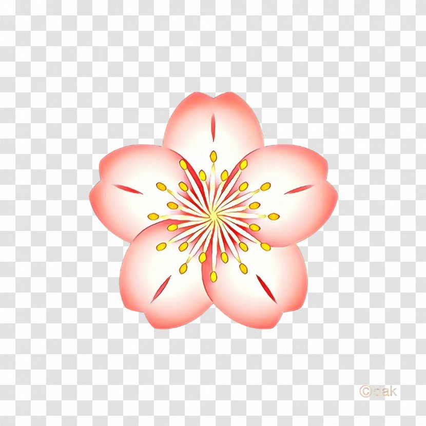 Pink Flower Cartoon - Plant - Hibiscus Wildflower Transparent PNG