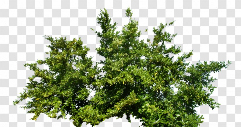 Shrub Plant - Woody Transparent PNG