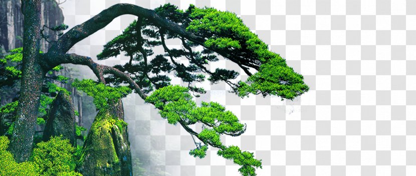 Fukei Chinoiserie Wallpaper - Mural - Lush Mountain Pines Transparent PNG