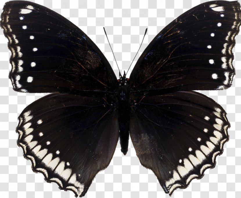 Butterfly Papilio Machaon Moth - Wing Transparent PNG