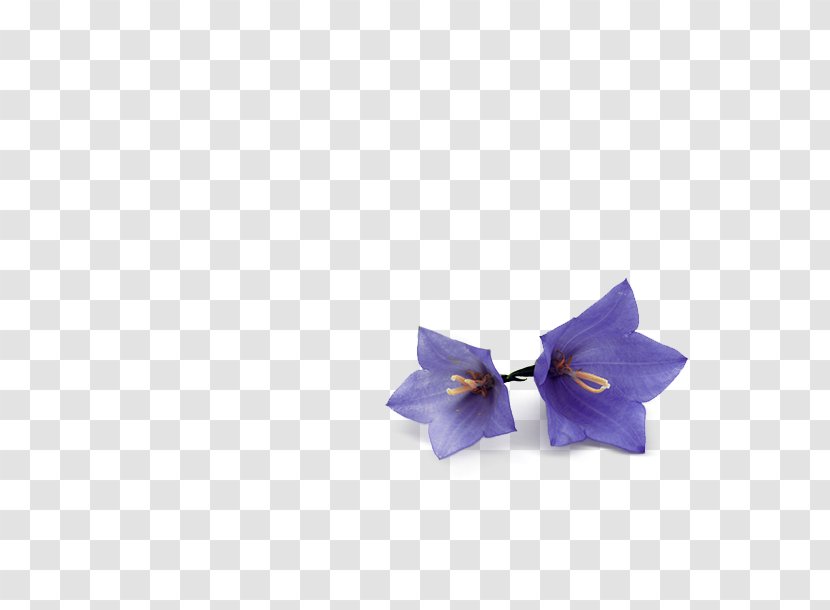Bow Tie - Flower - 3meopcp Transparent PNG
