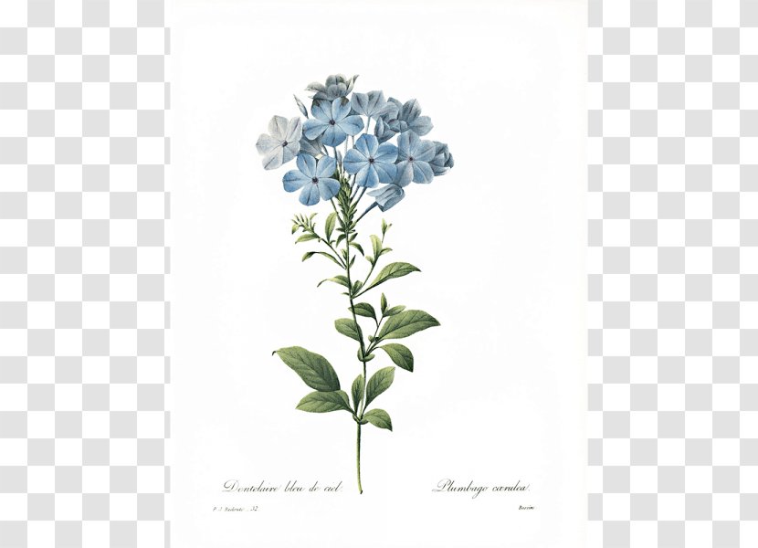 Botanical Illustration Botany Art Flower - Flowering Plant Transparent PNG