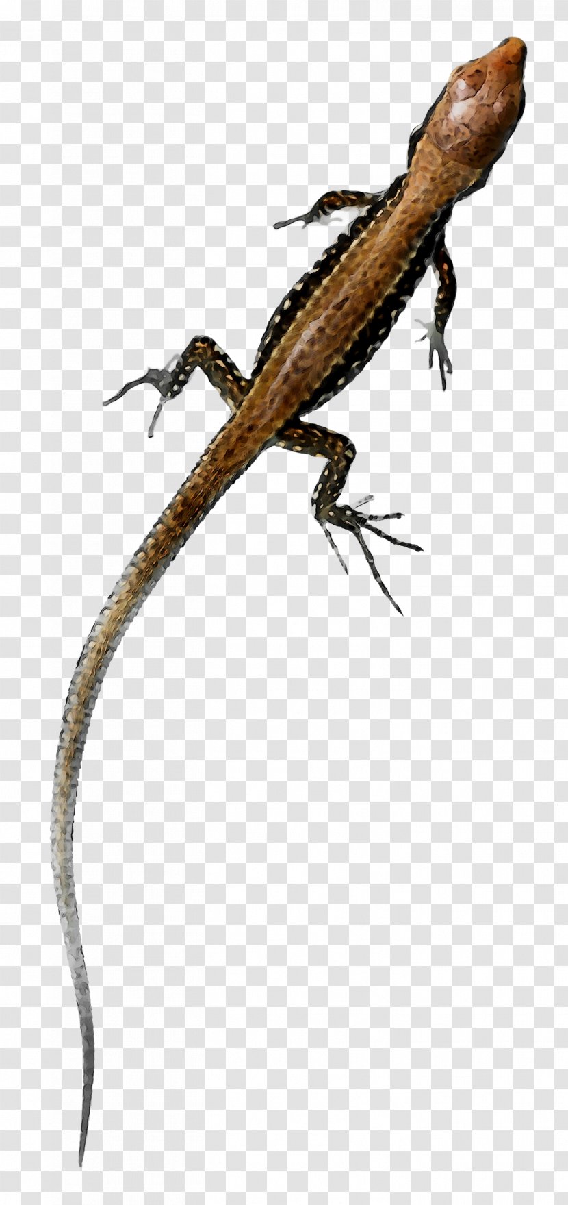 Agamas Anoles Gecko Lacertids Fauna - Skink Transparent PNG