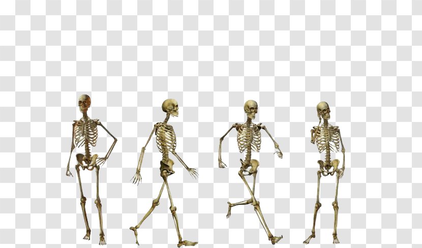 Homo Sapiens Flores Man Australopithecus Afarensis Human Skeleton - Fashion Design - Skull Transparent PNG