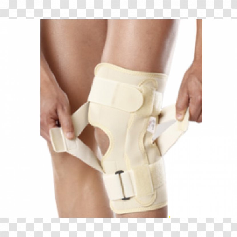 Knee Ankle Shoulder Anterior Cruciate Ligament Splint - Cartoon - Bone Transparent PNG