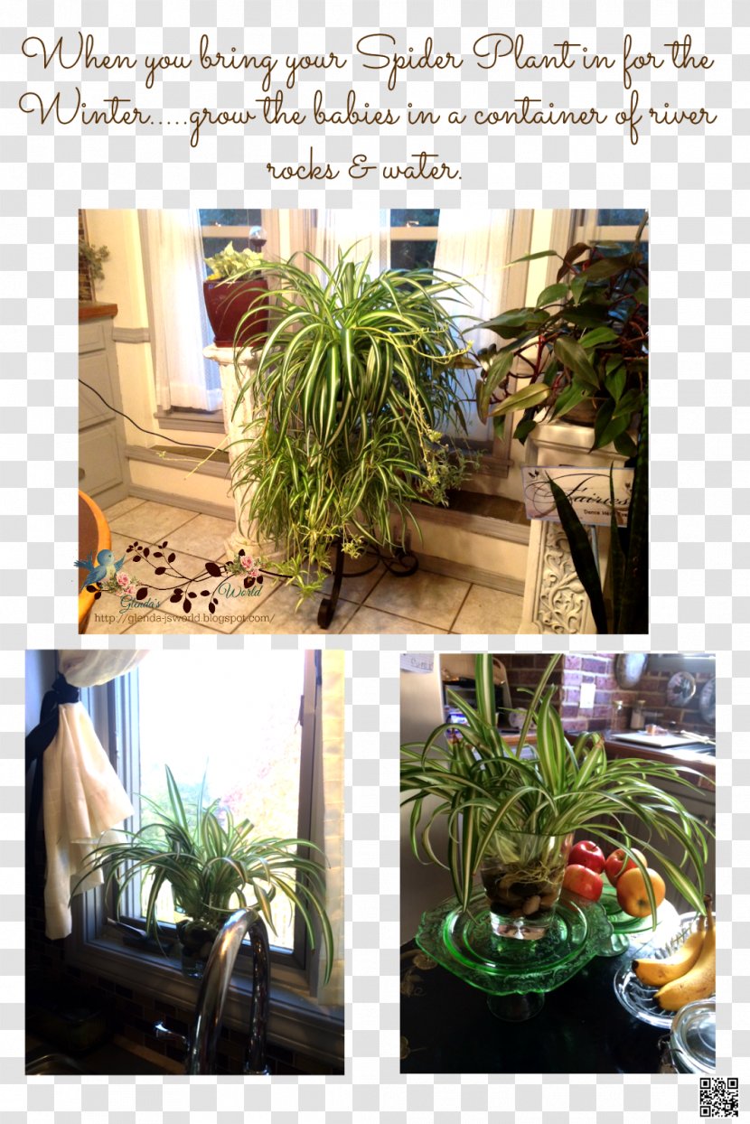 Houseplant Flowerpot Herb Tree - Spider Plant Transparent PNG