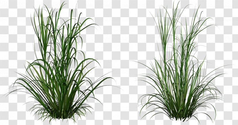 Grass Plant Terrestrial Family Houseplant - Flowering Chives Transparent PNG