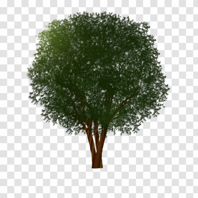 Branch Shrub Muntingia Calabura Tree Trunk - Shade Transparent PNG
