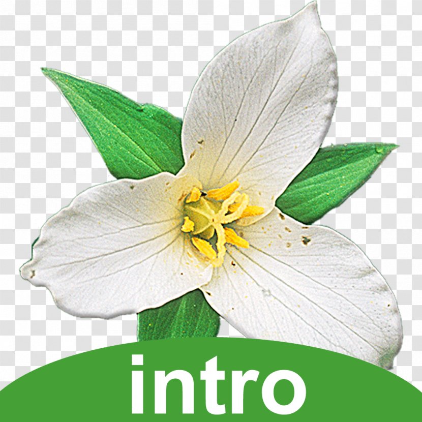 Washington Wildflower Plant Identification - Iphone - Cosmos Flower Transparent PNG