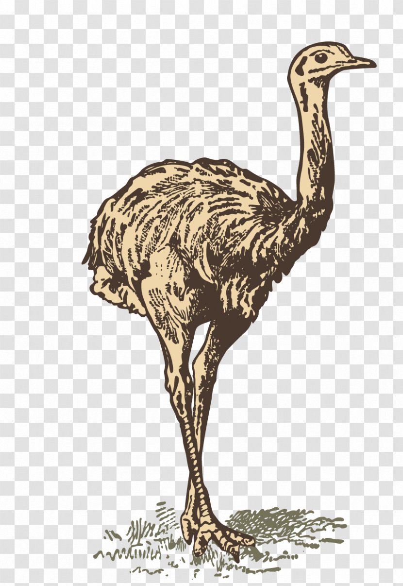 Common Ostrich Printing - Bird - Hand Painted Material Transparent PNG