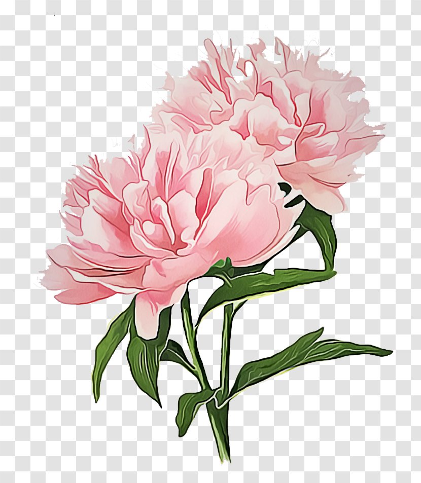 Flower Flowering Plant Pink Common Peony - Chinese Transparent PNG