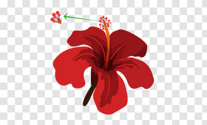 Flower Tropics Rosemallows Clip Art - Vecteur Transparent PNG