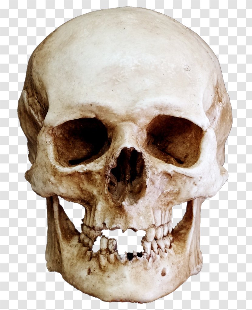 Skull Skeleton Bone Lebeční šev Jaw Transparent PNG