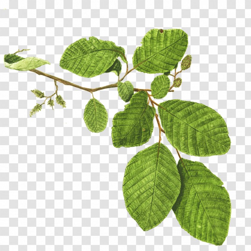 Mentha Spicata Branch Tree Alder Plant - Chinaberry - Mint Leaf Transparent PNG