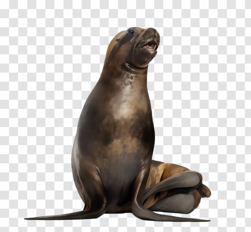 California Sea Lion Seal Fur Steller Bronze Sculpture - Wet Ink - Earless Marine Mammal Transparent PNG