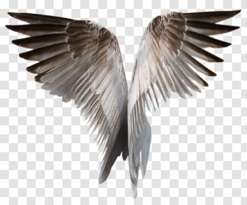 Drawing Clip Art - Eagle - Angel Wings Transparent PNG