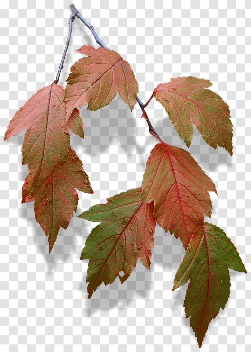 Maple Leaf Twig Deciduous Plane Trees - Tree Family Transparent PNG