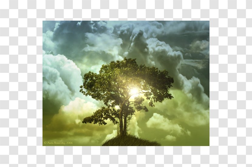 Desktop Wallpaper Tree Of Life High-definition Television - Cloud Transparent PNG