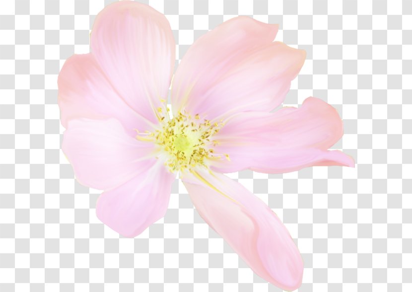 Cherry Blossom Rose Family Petal Pink M - Stau150 Minvuncnr Ad Transparent PNG