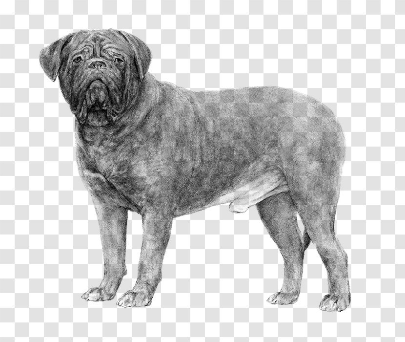 Dogue De Bordeaux Dogo Argentino Ca Bou American Kennel Club Dog Breed - Ancient Breeds Transparent PNG