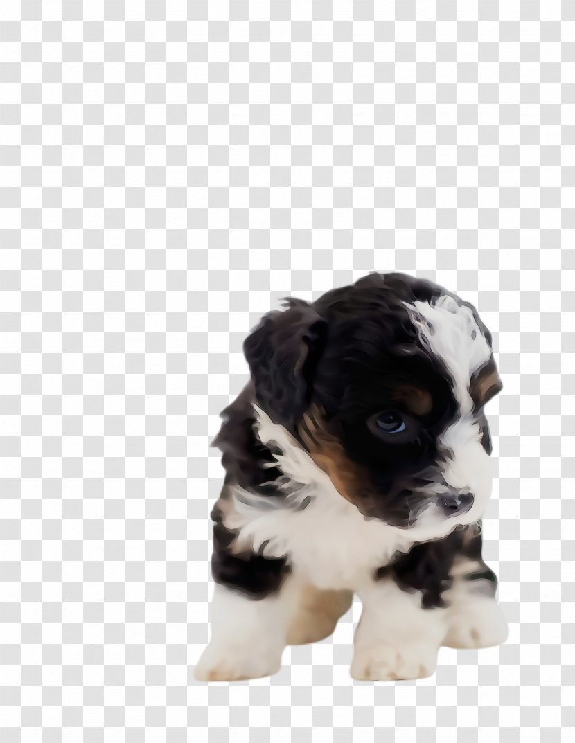 Cute Dog - Toy Poodle - Lhasa Apso Sporting Group Transparent PNG