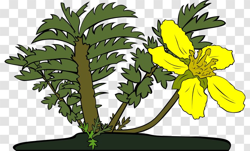 Drawing Clip Art - Branch - Wild Flowers Transparent PNG