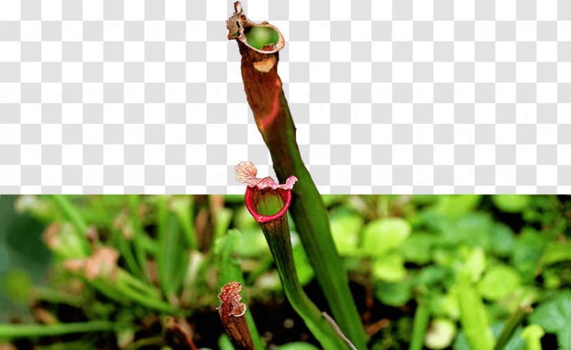 Leaf Grasses Plant Stem Carnivorous Bud - Singapore Orchid Transparent PNG
