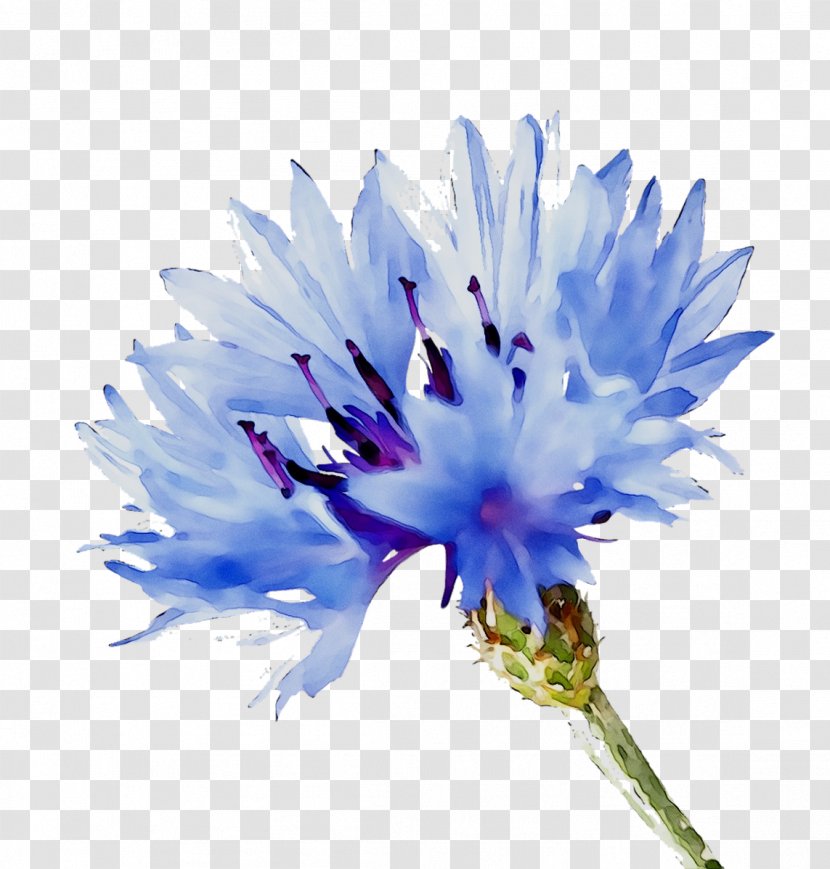 Blue Flower Clip Art Cornflower - Rose Transparent PNG