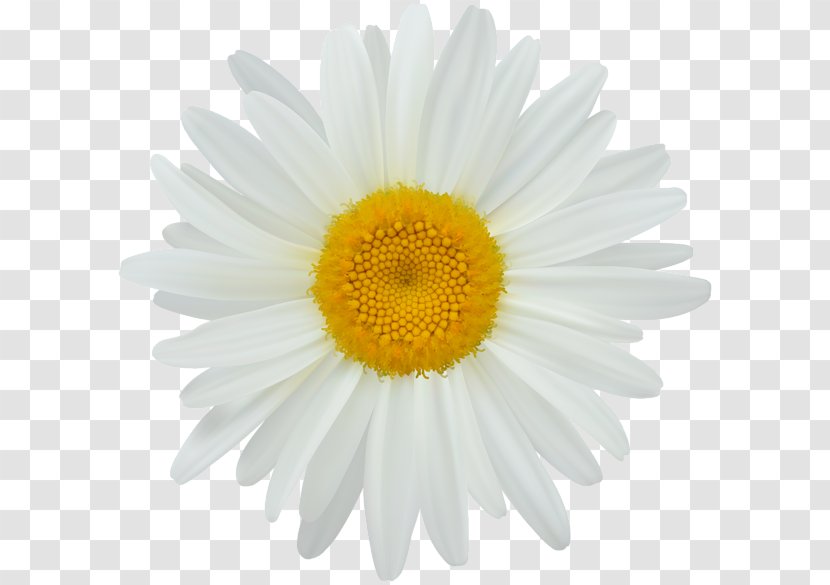 Photography Clip Art - Pollen - Daisy Transparent PNG