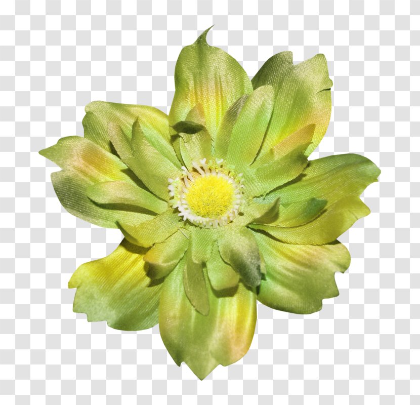 Flower Green - Daisy Family Transparent PNG
