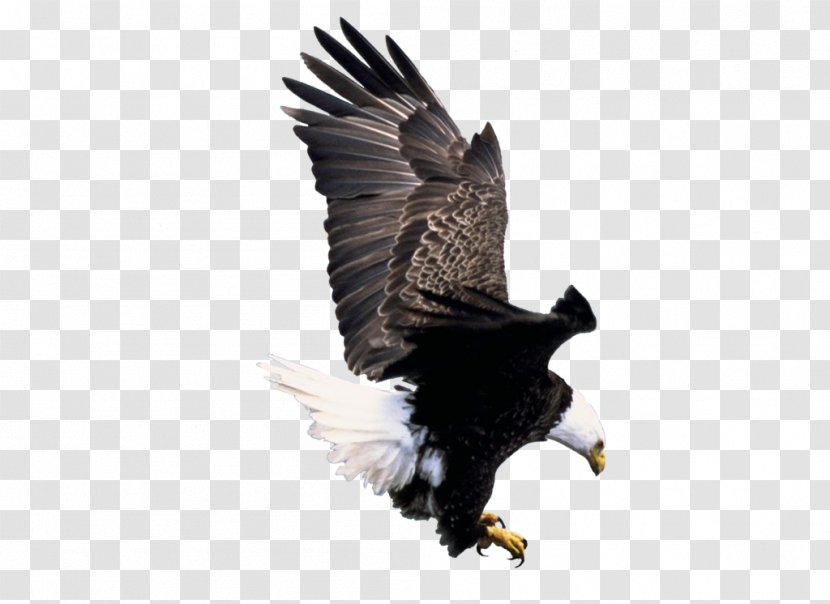 American Bald Eagle Foundation IPhone Bird America's Transparent PNG