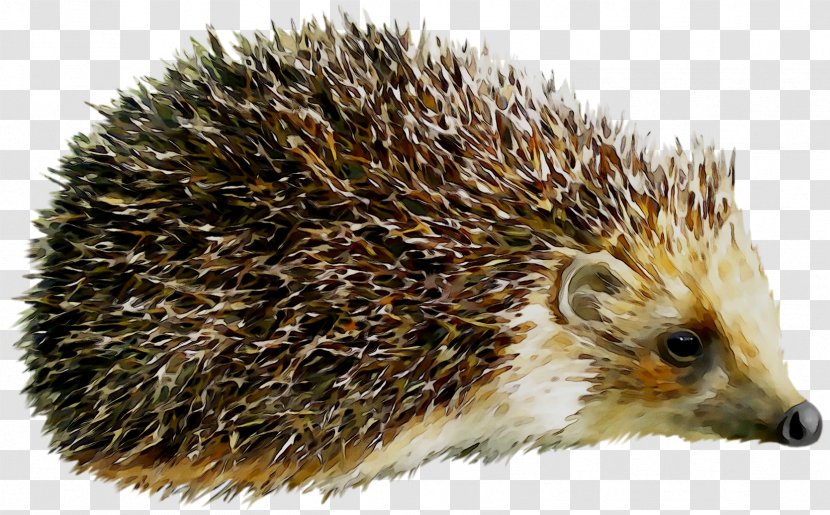 Hedgehog Clip Art Image Vector Graphics - Porcupine - Erinaceidae Transparent PNG
