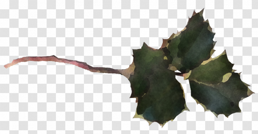 Christmas Holly Ilex Holly Transparent PNG