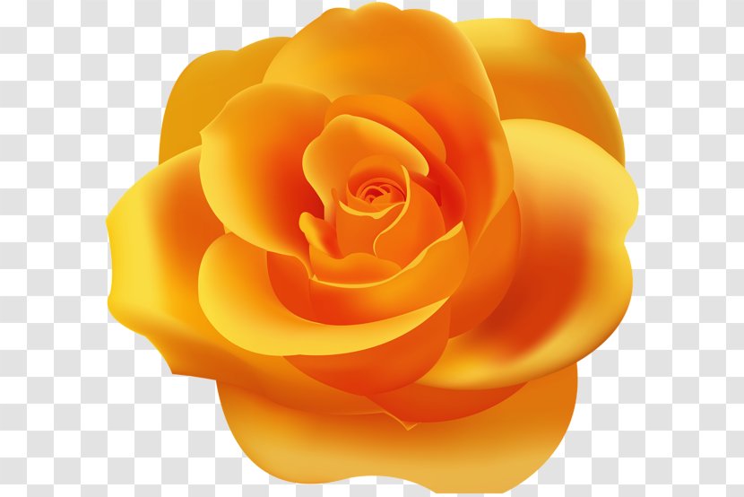 Garden Roses Desktop Wallpaper Clip Art - Orange Transparent PNG