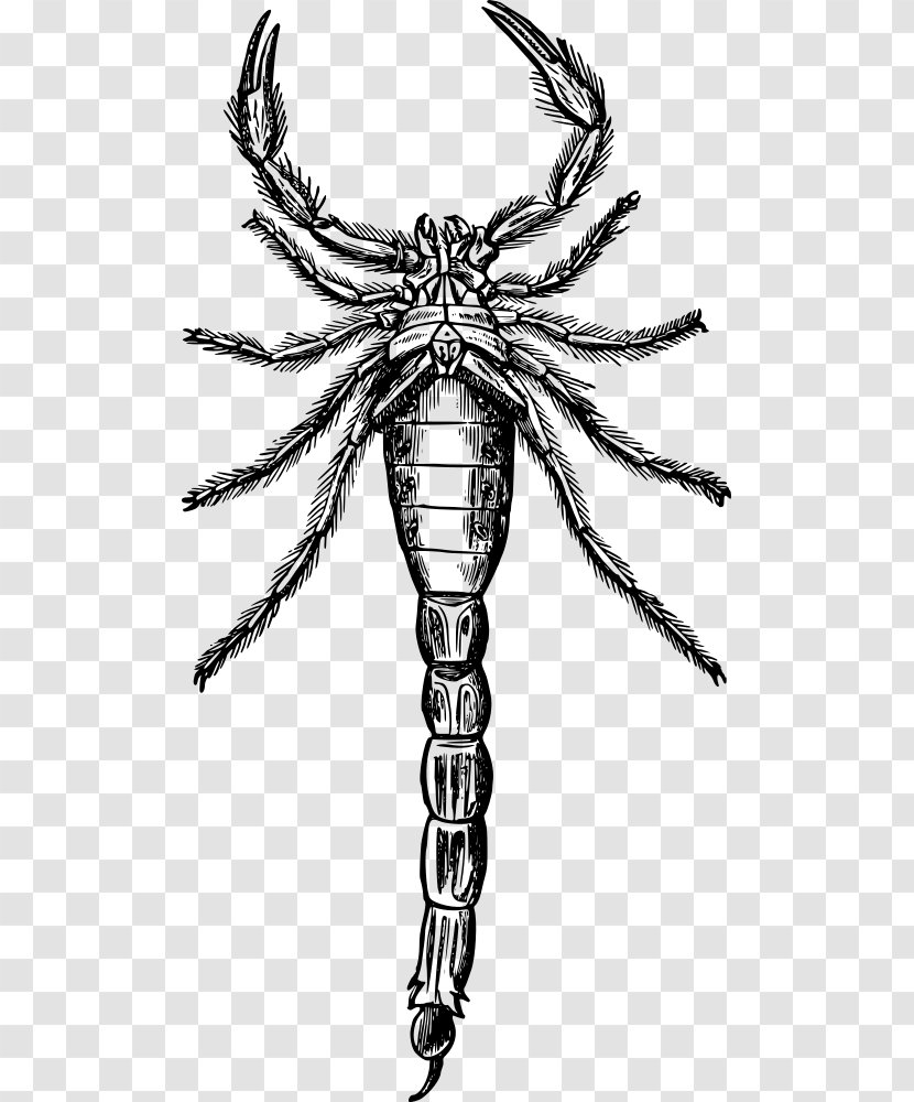 Scorpion Drawing Arthropod Clip Art Transparent PNG