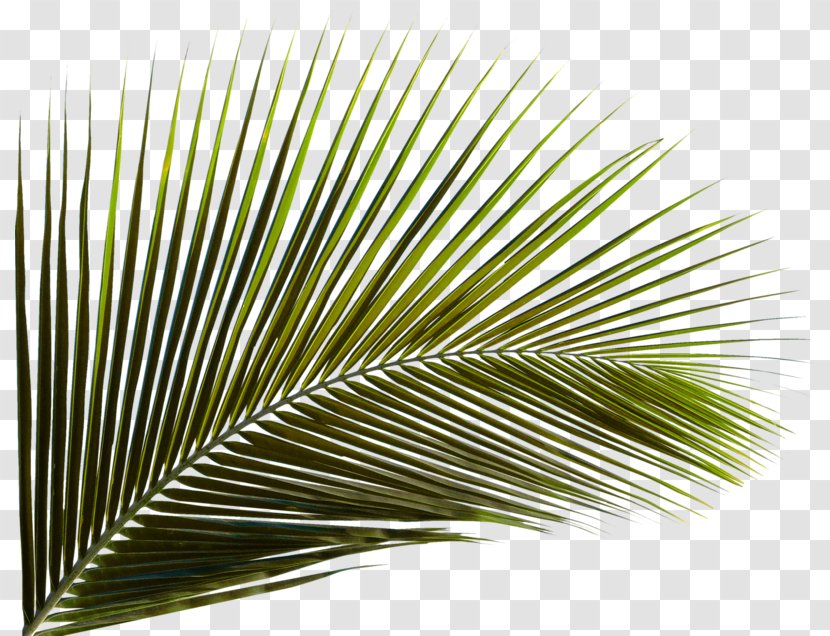 Arecaceae Leaf Palm Branch Areca Coconut - Flower - Green Leaves Transparent PNG