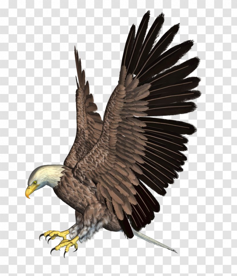 Bald Eagle Bird Accipitridae - Wing - Crow Transparent PNG