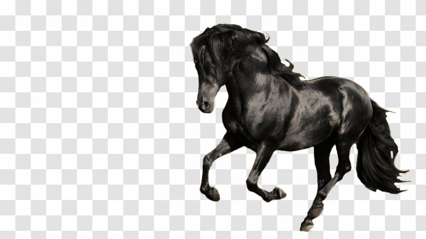 Friesian Horse Andalusian Hanoverian Arabian Gallop - Like Mammal - Celo Transparent PNG