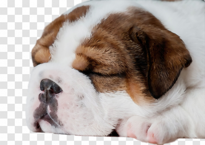 St. Bernard Puppy Snout Companion Dog Breed Transparent PNG