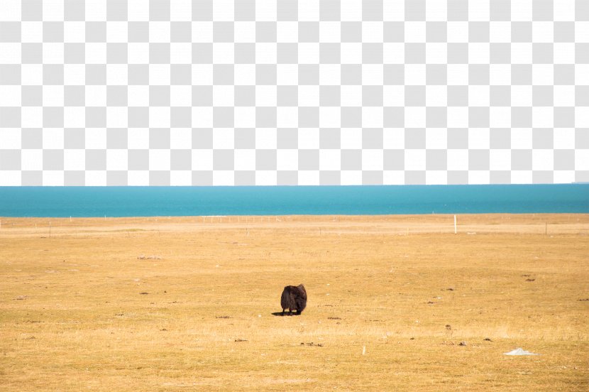 Prairie Ecoregion Plain Wood Sky - Floor - Yak Of Qinghai Lake Transparent PNG