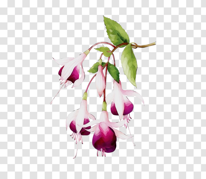 Plant Stem Cut Flowers Fuchsia Flower Petal Transparent PNG