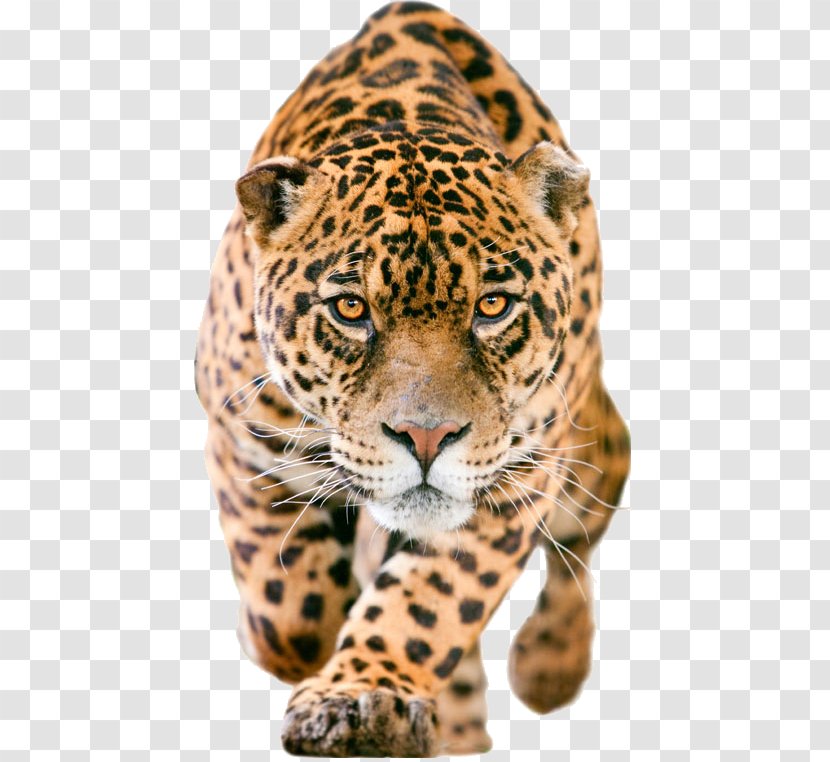 Jaguar C-X75 IPhone 7 Lion Wallpaper - Panthera - Leopard Transparent PNG