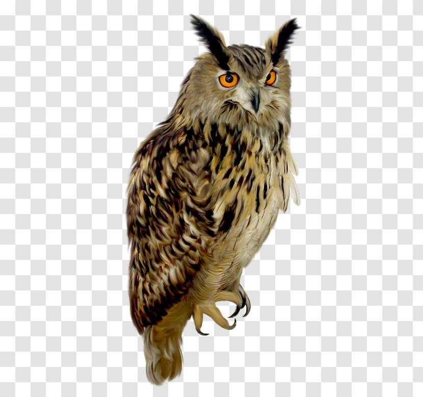 Owl Clip Art - Night Vision - Birds Transparent PNG