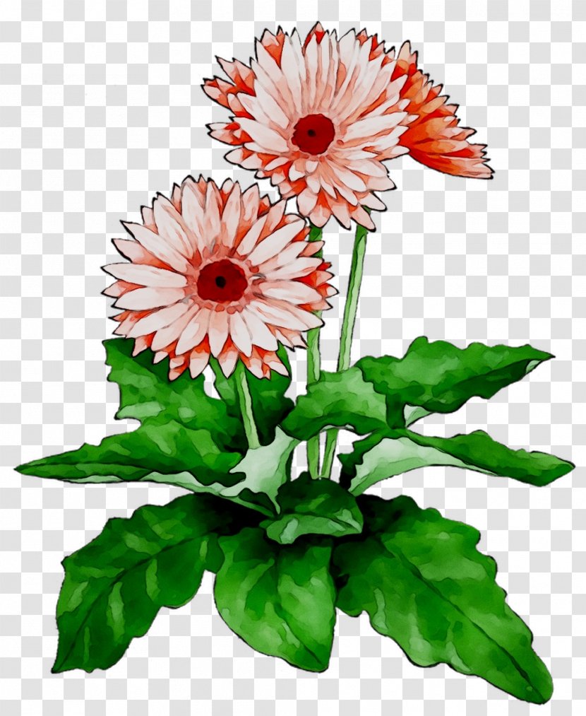 Floral Design Cut Flowers Chrysanthemum Transvaal Daisy - Flowering Plant - Chrysanths Transparent PNG
