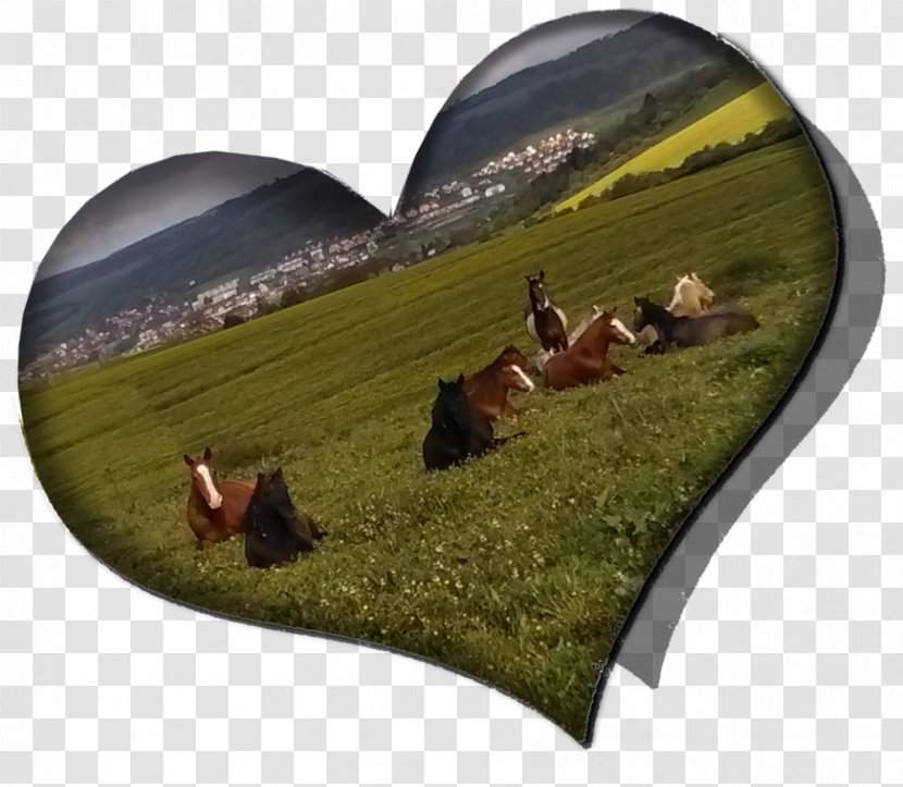 The Green Heart Ranch Horse Lange Straße Equestrian Email - Centre Transparent PNG